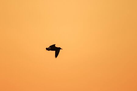 Silhouettes of seagulls flying above the sunset. , With a beautiful orange backgroundの写真素材