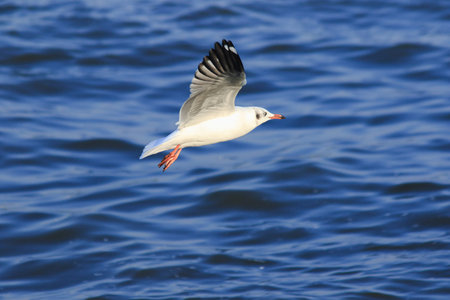 Seagulls flying over the sea, Living together in a large group Is a wetlands bird along the coast