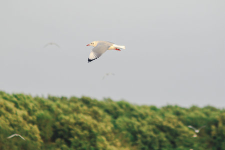 Seagulls flying in the sky, Living together in a large group Is a wetlands bird along the coast