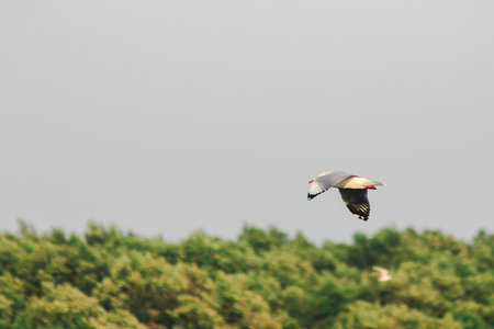 Seagulls flying in the sky, Living together in a large group Is a wetlands bird along the coast