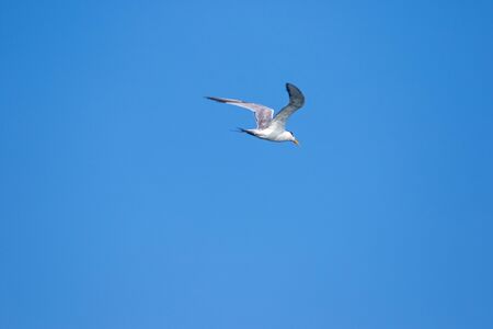 Little tern is flying, Little tern is a small seabird. , Scientific name Sternula albifrons, Little tern is a species of sea birds.の写真素材