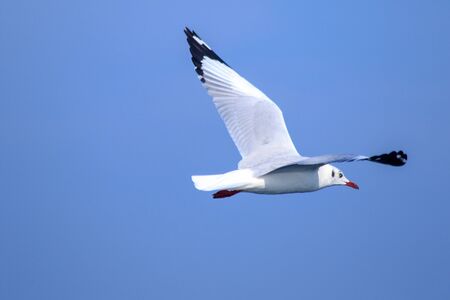 Seagulls flying in the blue sky, Seagulls are seagulls, Seagulls are medium sized birds. The tip of the wing feathers are black.の写真素材
