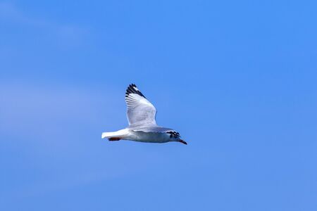 Seagulls flying in the blue sky, Seagulls are seagulls, Seagulls are medium sized birds. The tip of the wing feathers are black.の写真素材