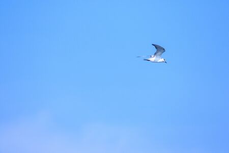 Little tern is flying, Little tern is a small seabird. , Scientific name Sternula albifrons, Little tern is a species of sea birds.の写真素材