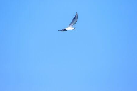 Little tern is flying, Little tern is a small seabird. , Scientific name Sternula albifrons, Little tern is a species of sea birds.の写真素材