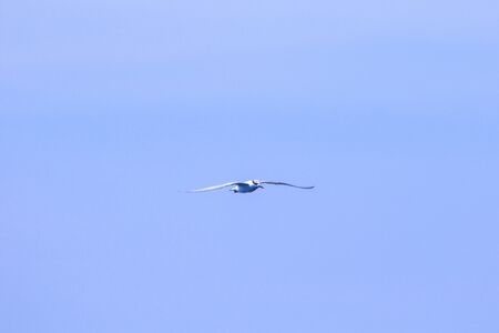 Little tern is flying, Little tern is a small seabird. , Scientific name Sternula albifrons, Little tern is a species of sea birds.の写真素材