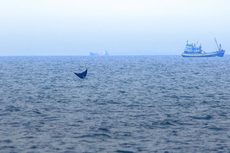 Whale tail raised, water splashes,Bruda whale tail in the sea,Bruda is a large whale Is a mammal