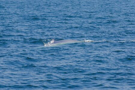 Bryde's whale, Eden's whale in the sea Thailand, is a large whale Is a mammal Featuring a curved dorsal fin. On the tail endの写真素材