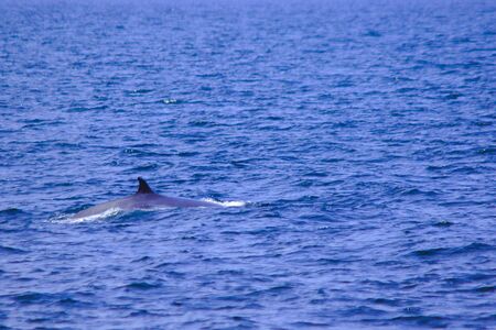 Bryde's whale, Eden's whale in the sea Thailand, is a large whale Is a mammal Featuring a curved dorsal fin. On the tail endの写真素材