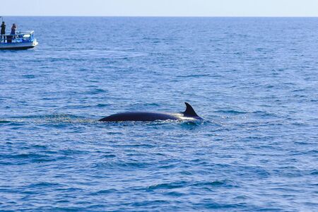 Bryde's whale, Eden's whale in the sea Thailand, is a large whale Is a mammal Featuring a curved dorsal fin. On the tail endの写真素材