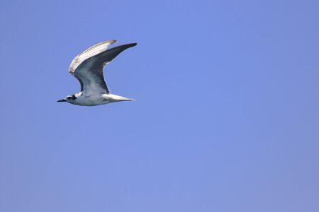Little tern is flying, Little tern is a small seabird. , Scientific name Sternula albifrons, Little tern is a species of sea birds.の写真素材
