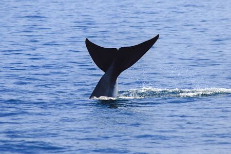 Whale tail raised, water splashes,
Bruda whale tail in the sea,
Bruda is a large whale Is a mammalの写真素材