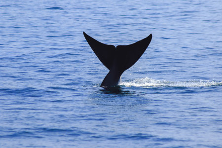 Whale tail raised, water splashes,Bruda whale tail in the sea,Bruda is a large whale Is a mammal