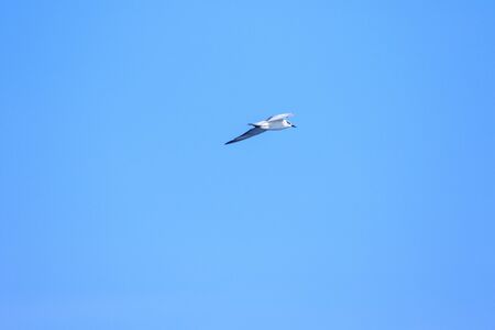 Little tern is flying, Little tern is a small seabird. , Scientific name Sternula albifrons, Little tern is a species of sea birds.の写真素材