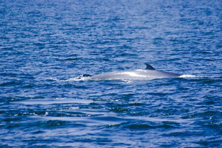 Bryde's whale, Eden's whale in the sea Thailand, is a large whale Is a mammal Featuring a curved dorsal fin. On the tail endの写真素材