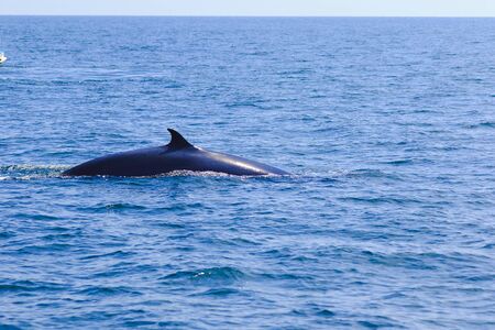 Bryde's whale, Eden's whale in the sea Thailand, is a large whale Is a mammal Featuring a curved dorsal fin. On the tail endの写真素材