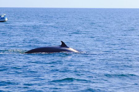 Bryde's whale, Eden's whale in the sea Thailand, is a large whale Is a mammal Featuring a curved dorsal fin. On the tail endの写真素材