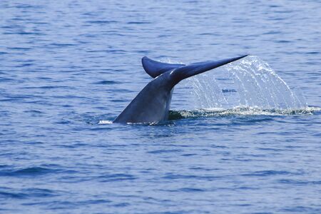 Whale tail raised, water splashes,
Bruda whale tail in the sea,
Bruda is a large whale Is a mammalの写真素材