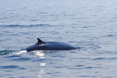 Bryde's whale, Eden's whale in the sea Thailand, is a large whale Is a mammal Featuring a curved dorsal fin. On the tail endの写真素材