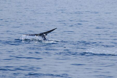 Whale tail raised, water splashes,
Bruda whale tail in the sea,
Bruda is a large whale Is a mammalの写真素材