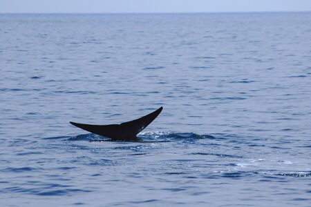 Whale tail raised, water splashes,
Bruda whale tail in the sea,
Bruda is a large whale Is a mammalの写真素材