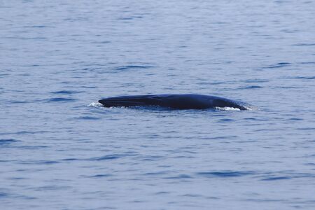 Bryde's whale, Eden's whale in the sea Thailand, is a large whale Is a mammal Featuring a curved dorsal fin. On the tail endの写真素材