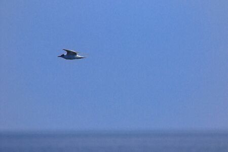 Little tern is flying, Little tern is a small seabird. , Scientific name Sternula albifrons, Little tern is a species of sea birds.の写真素材