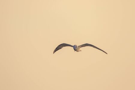 Little tern is flying, Little tern is a small seabird. , Scientific name Sternula albifrons, Little tern is a species of sea birds.の写真素材