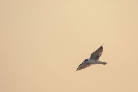 Little tern is flying, Little tern is a small seabird. , Scientific name Sternula albifrons, Little tern is a species of sea birds.の写真素材