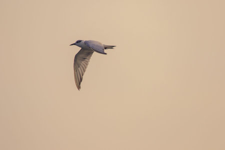 Little tern is flying, Little tern is a small seabird. , Scientific name Sternula albifrons, Little...
