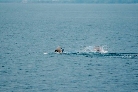 phins from the Thai sea
Dolphins jump out of the sea in the Gulf of Thailand. Dolphins are mammals. Live in both the sea, fresh water, dolphins like to live together in a groupの写真素材