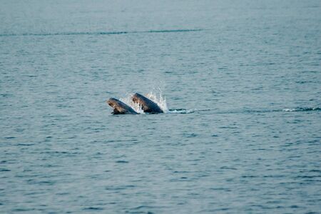 phins from the Thai sea
Dolphins jump out of the sea in the Gulf of Thailand. Dolphins are mammals. Live in both the sea, fresh water, dolphins like to live together in a groupの写真素材