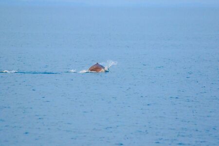 phins from the Thai sea
Dolphins jump out of the sea in the Gulf of Thailand. Dolphins are mammals. Live in both the sea, fresh water, dolphins like to live together in a groupの写真素材