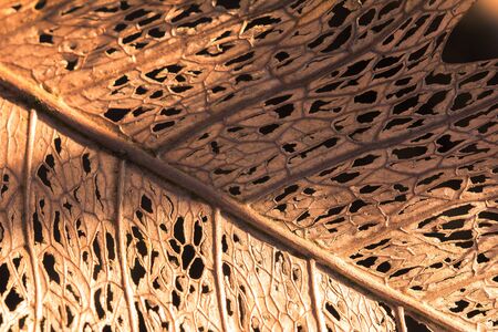 Dry leaf pattern In beautiful nature. Dry leaves degrade naturally.の写真素材