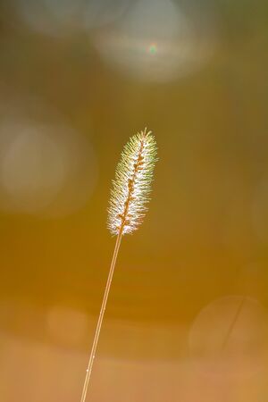 Dry Grass Field In Sunset Sunlight in beautiful nature.の写真素材