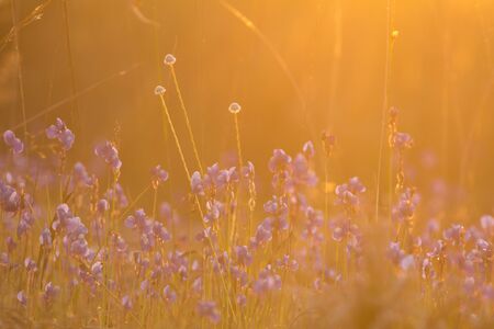 Utricularia delphinioides Is an insectivorous plant in the Wong Suoi Wanna family Herbaceous plant The flowers are bouquet of dark purple.の写真素材