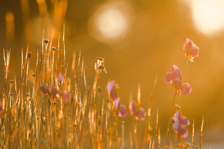 Utricularia delphinioides Is an insectivorous plant in the Wong Suoi Wanna family Herbaceous plant...