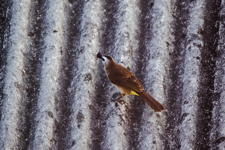 Yellow-vented Bulbul (Pycnonotus goiavier) on the roof , Yellow-vented Bulbul is a native species...