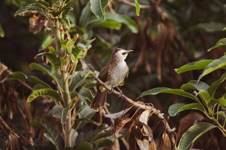 Yellow-vented Bulbul on a branch And Yellow-vented Bulbul likes to live in the open airの写真素材