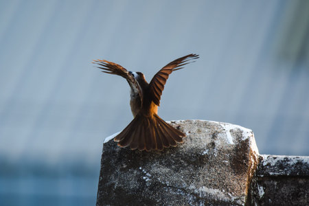 Yellow-vented Bulbul (Pycnonotus goiavier) on the roof , Yellow-vented Bulbul is a native species...