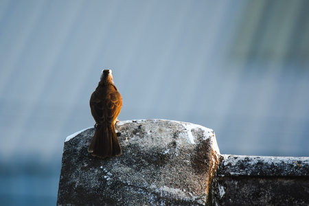 Yellow-vented Bulbul (Pycnonotus goiavier) on the roof , Yellow-vented Bulbul is a native species...