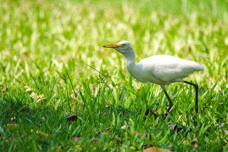 Egret walking on the lawn, egret A bird In the ranking herons have white feathers throughout the body, long necks.の写真素材