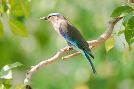  Indochinese roller on a branch, Indochinese roller has a scientific name: Coracias affinis are endemic birds found in Asia. The area ranges from parts of the Indian subcontinent. Until the Indochina Peninsulaの写真素材