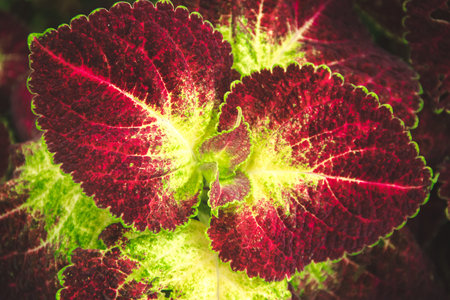 Leaves in nature That has the shape of colorful leaves