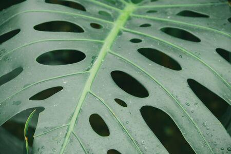 Monstera in nature is a tree with beautiful leaf shapes.の写真素材