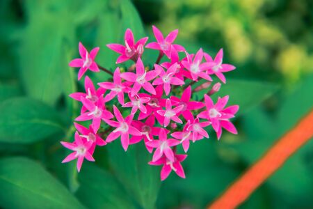 Tiny pink flowers, beautiful in nature, pink flowersの写真素材