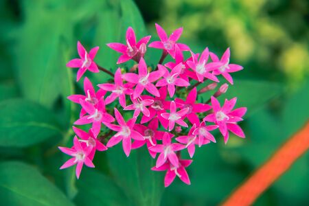Tiny pink flowers, beautiful in nature, pink flowersの写真素材