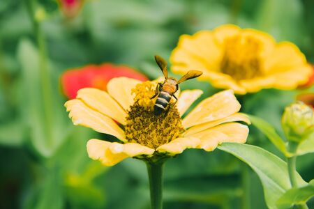 The bees are on the yellow Zinnia, Zinnia is a very popular ornamental plant.の写真素材