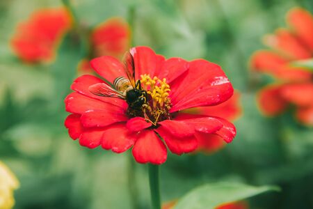 The bee on the red Zinnia flower, Zinnia is a very popular ornamental plant.の写真素材