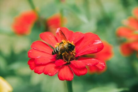 The bee on the red Zinnia flower, Zinnia is a very popular ornamental plant.の写真素材